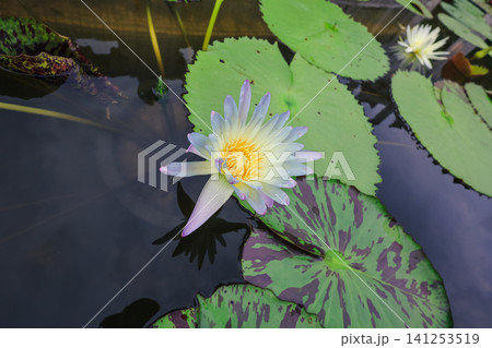 Hong Kong June 27 2026 lotus flower blooms in Po Lin Monastery Hong Kong June 27 2026 lotus flower blooms in Po Lin Monastery 141253519