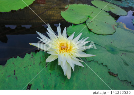 Hong Kong June 27 2026 lotus flower blooms in Po Lin Monastery 141253520