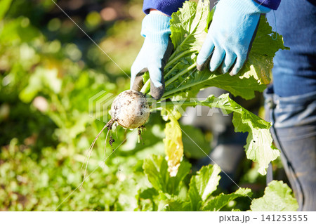 冬野菜を収穫する若い女性 冬野菜を収穫する若い女性 141253555