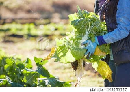 冬野菜を収穫する若い女性 冬野菜を収穫する若い女性 141253557