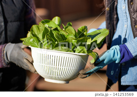 冬野菜を収穫する2人の女性 冬野菜を収穫する2人の女性 141253569