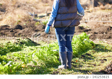 冬野菜を収穫する若い女性 冬野菜を収穫する若い女性 141253615