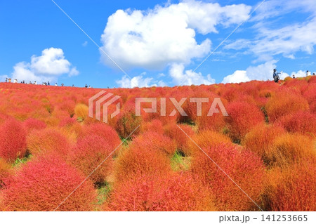 紅葉したコキア 紅葉したコキア 141253665