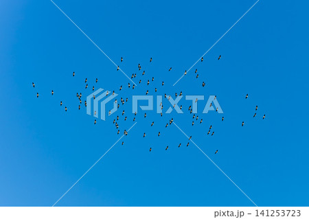 A large flock of Ibis birds flying high in a blue sky in the Blue Mountains A large flock of Ibis birds flying high in a blue sky in the Blue Mountains 141253723