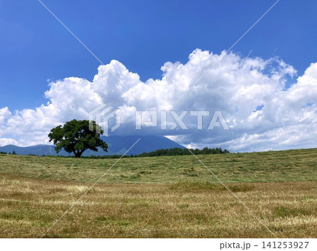 夏の岩手山と一本桜のある風景 夏の岩手山と一本桜のある風景 141253927