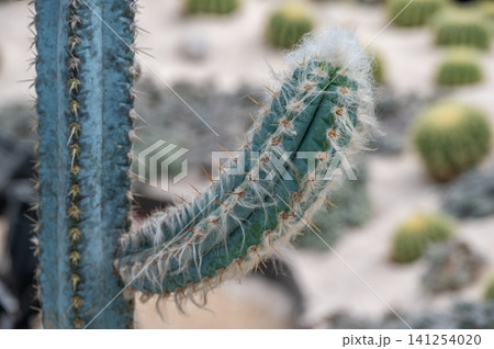 Cropped shot view of Pilosocereus pachycladu (or Blue Torch Cactus). A branching, columnar cactus with glaucous, olive stems that turn blue with age. This species is native to Brazil. Cropped shot view of Pilosocereus pachycladu (or Blue Torch Cactus). A branching, columnar cactus with glaucous, olive stems that turn blue with age. This species is native to Brazil. 141254020