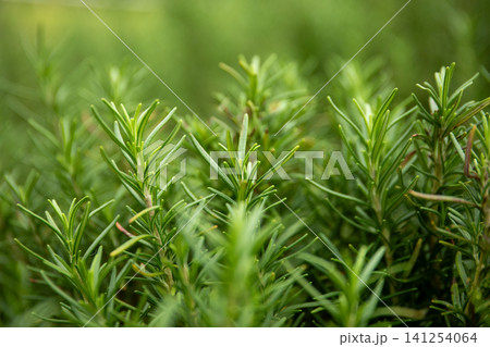 Rosmary plants with lush green leaves thriving in a garden Rosmary plants with lush green leaves thriving in a garden 141254064