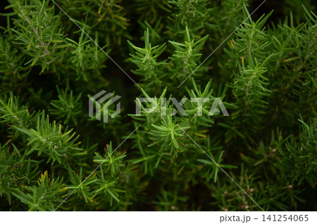 Vibrant green rosemary thriving in sunlight outdoor 141254065