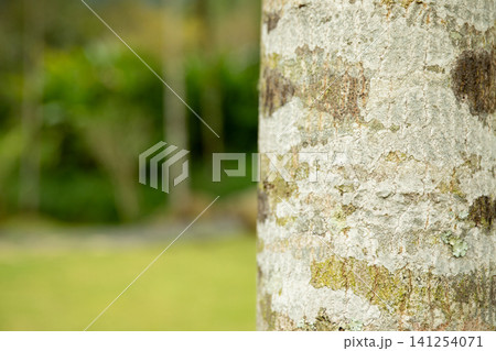 Soft-focus tree trunk with green foliage behind Soft-focus tree trunk with green foliage behind 141254071