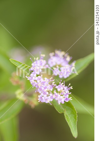 ピンク色のコムラサキの花が咲いています。 ピンク色のコムラサキの花が咲いています。 141254103