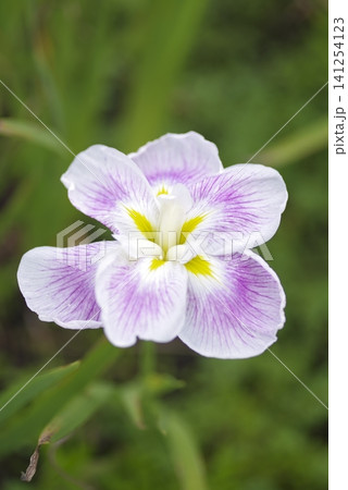 白と紫色の菖蒲の花が咲いています。このアヤメの名前は五月晴です。 白と紫色の菖蒲の花が咲いています。このアヤメの名前は五月晴です。 141254123