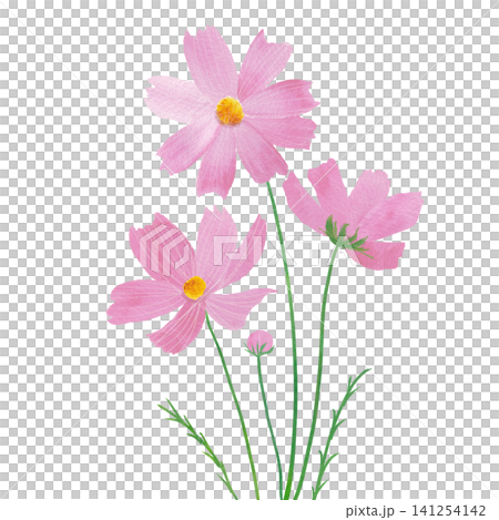 粉紅波斯菊水彩插畫 粉紅波斯菊水彩插畫 141254142