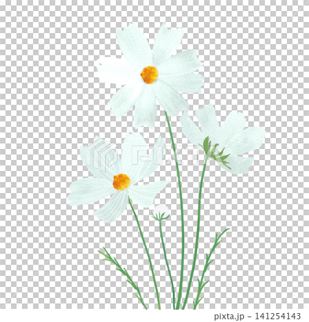白色波斯菊插圖 白色波斯菊插圖 141254143