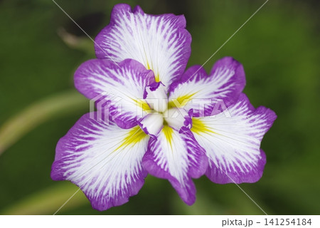 花菖蒲園に紫と白色の菖蒲の花が咲いています。 花菖蒲園に紫と白色の菖蒲の花が咲いています。 141254184