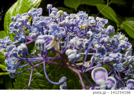 紫陽花園に青いアジサイの花がさいています。学名はHydrangeaです。 紫陽花園に青いアジサイの花がさいています。学名はHydrangeaです。 141254196