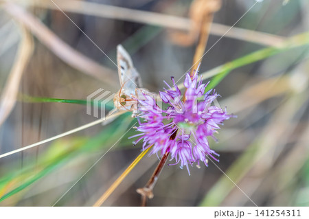 A small hairy moth (Heliothis peltigera) sits on a flower looking for nectar. The insect sits on a flower in summer. A small hairy moth (Heliothis peltigera) sits on a flower looking for nectar. The insect sits on a flower in summer. 141254311