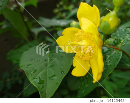 雨に濡れた緑色の中に黄色が映える金糸梅の花を横から見た写真(右配置) 雨に濡れた緑色の中に黄色が映える金糸梅の花を横から見た写真(右配置) 141254424