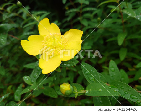雨に濡れた緑色の中に黄色が映える欠けた花びらの金糸梅の花とつぼみ(左配置) 雨に濡れた緑色の中に黄色が映える欠けた花びらの金糸梅の花とつぼみ(左配置) 141254426