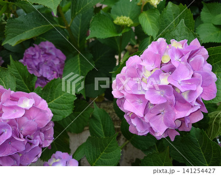 薄紫色の装飾花を備える紫陽花 薄紫色の装飾花を備える紫陽花 141254427