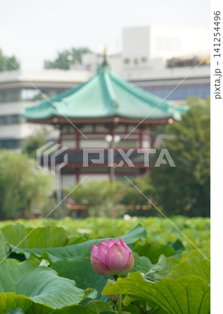 夏の上野恩賜公園 不忍池に咲くピンクの蓮の花と背景の弁天堂 夏の上野恩賜公園 不忍池に咲くピンクの蓮の花と背景の弁天堂 141254496
