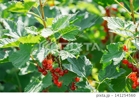 Red currant growing on bush in garden. 141254560