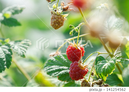 Ripe red raspberry growing on branch in garden. Fresh organic berry on green bush. Ripe red raspberry growing on branch in garden. Fresh organic berry on green bush. 141254562