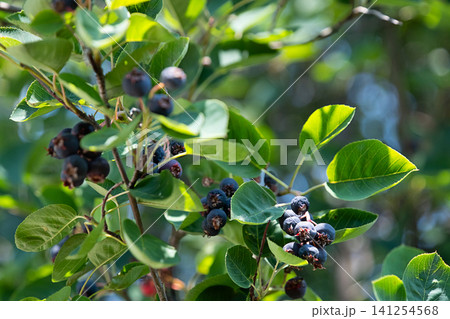 Ripe serviceberry fruit growing on branch with green leaves. Ripe serviceberry fruit growing on branch with green leaves. 141254568