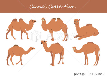 camel collection. camel in different poses camel collection. camel in different poses 141254842