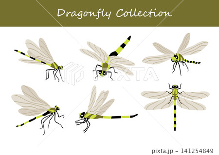dragonfly collection. dragonfly in different poses dragonfly collection. dragonfly in different poses 141254849