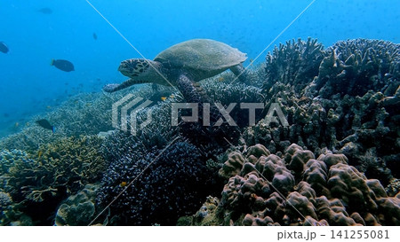 A critically endangered hawksbill sea turtle (Eretmochelys imbricata) navigating a dense bustling coral reef in hazy blue water. Dauin, Philippines 141255081