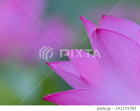 美しい蓮の花 美しい蓮の花 141255765