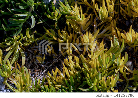 Close-up of green succulent ground cover plants. Close-up of green succulent ground cover plants. 141255796