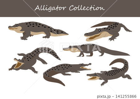 alligator collection. alligator in different poses 141255866