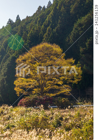 静岡県周智郡森町問詰 山里の風景 静岡県周智郡森町問詰 山里の風景 141256139