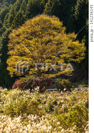 静岡県周智郡森町問詰　山里の風景 141256145
