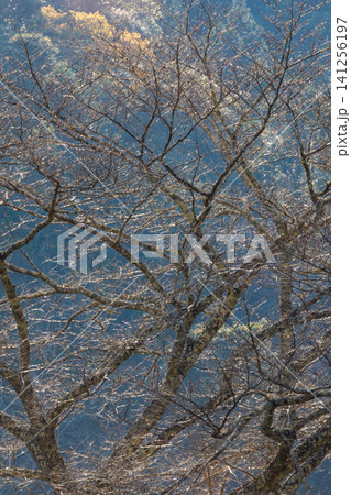 静岡県周智郡森町鍛治島　山里の風景 141256197