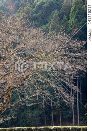 静岡県周智郡森町鍛治島 山里の風景 静岡県周智郡森町鍛治島 山里の風景 141256215