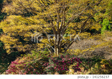 静岡県周智郡森町問詰 山里の風景 静岡県周智郡森町問詰 山里の風景 141256237