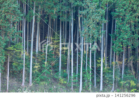 静岡県周智郡森町鍛治島 山里の風景 静岡県周智郡森町鍛治島 山里の風景 141256296