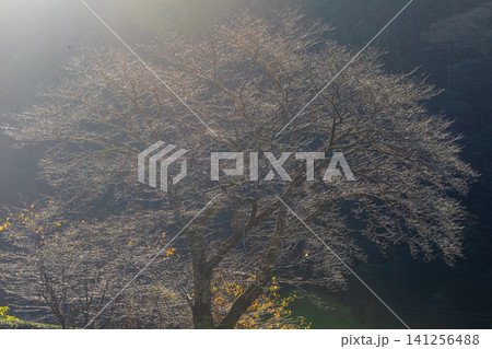 静岡県周智郡森町鍛治島 山里の風景 静岡県周智郡森町鍛治島 山里の風景 141256488