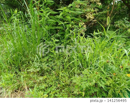 夏になり草が伸びて荒れた庭 141256495