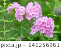 桃色のあじさい 141256961