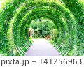 緑のトンネル 141256963