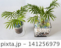 白い壁を背景にしたインテリアグリーン 141256979