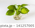 白い壁を背景にしたインテリアグリーン 141257005