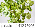 白い壁を背景にしたインテリアグリーン 141257006