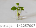 白い壁を背景にしたインテリアグリーン 141257007