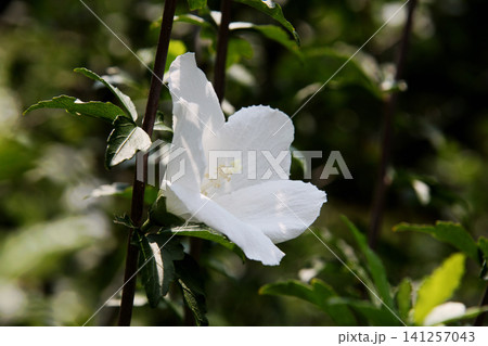 白いムクゲの花 白いムクゲの花 141257043