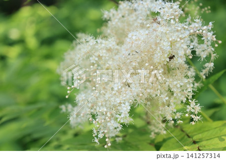 開花した白いナナカマドの花 開花した白いナナカマドの花 141257314