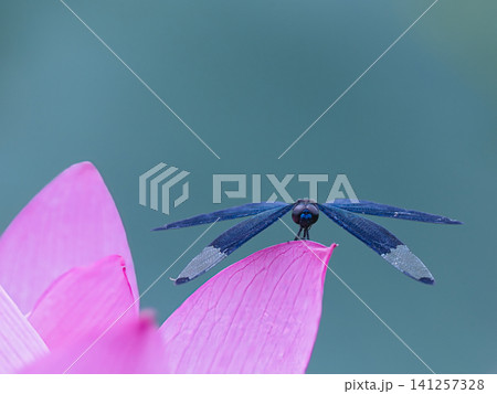蓮の花にとまるトンボ 蓮の花にとまるトンボ 141257328
